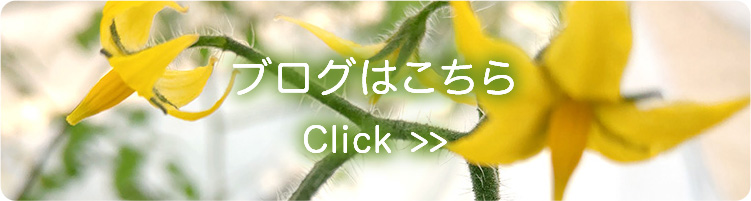 ブログはこちら